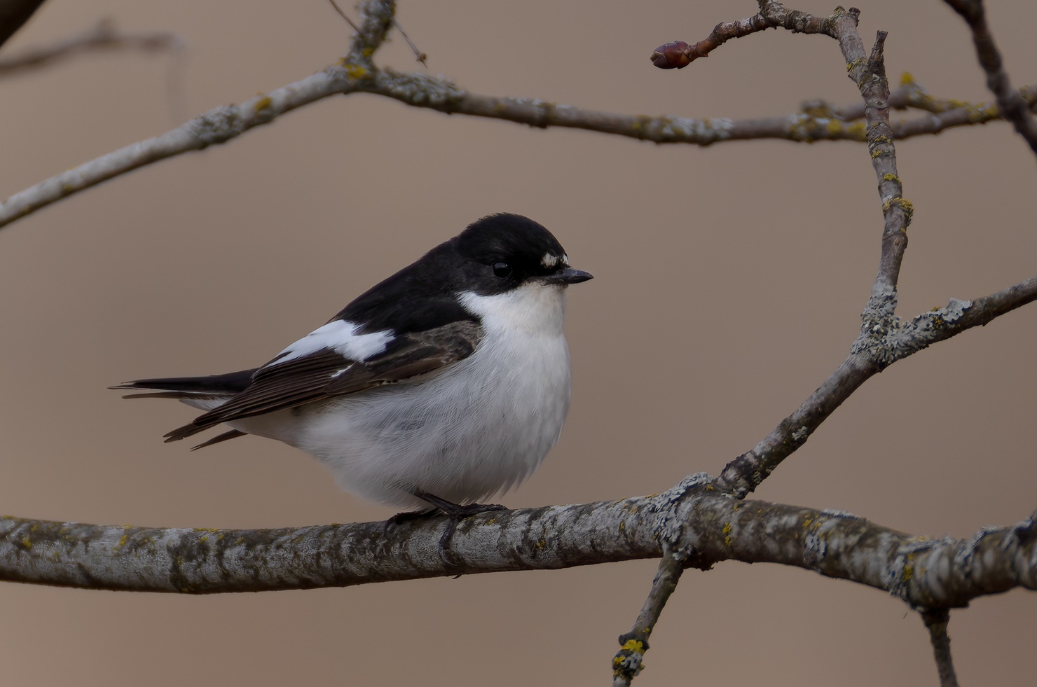 Kirjosieppo. Kuva: Micha Fager