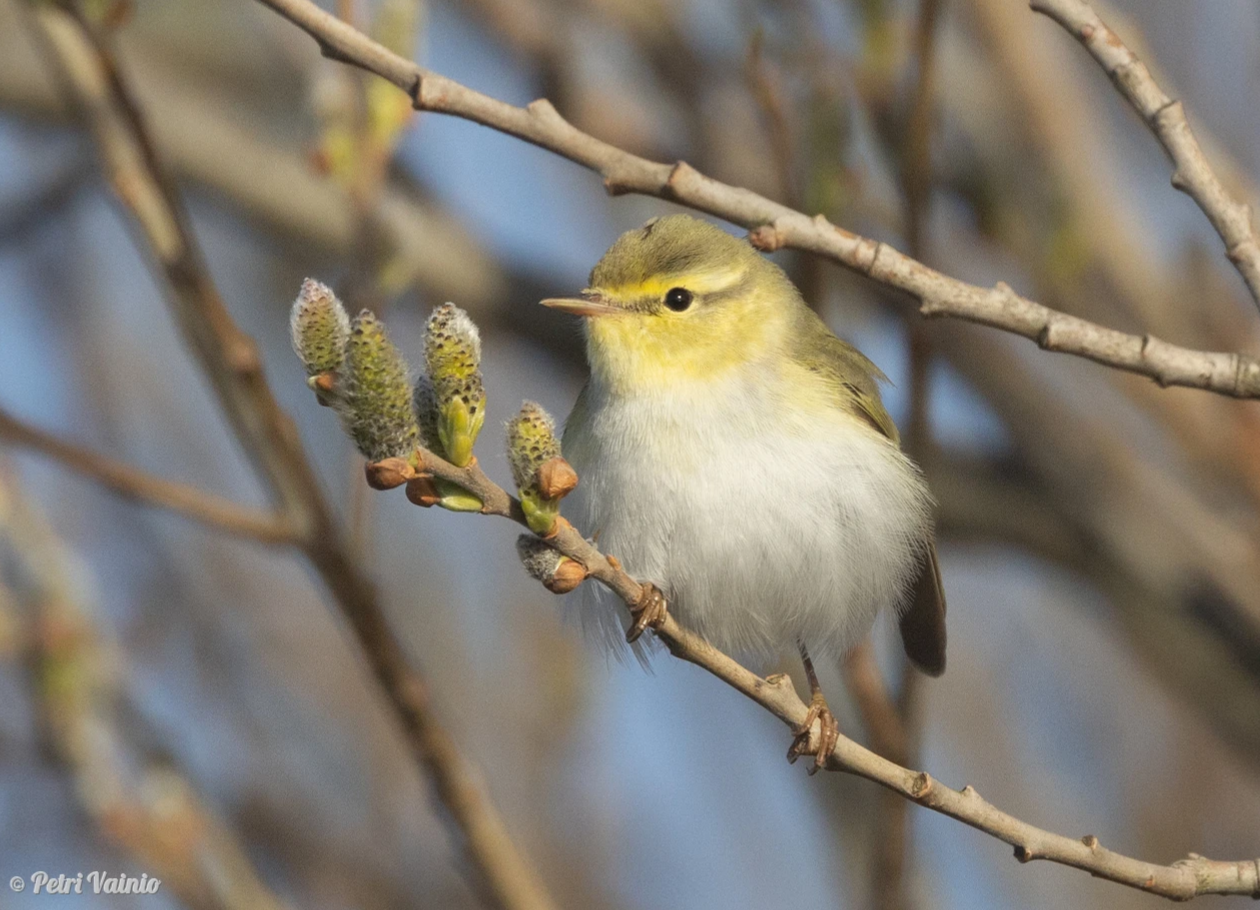 Sirittäjä. Kuva: Petri Vainio