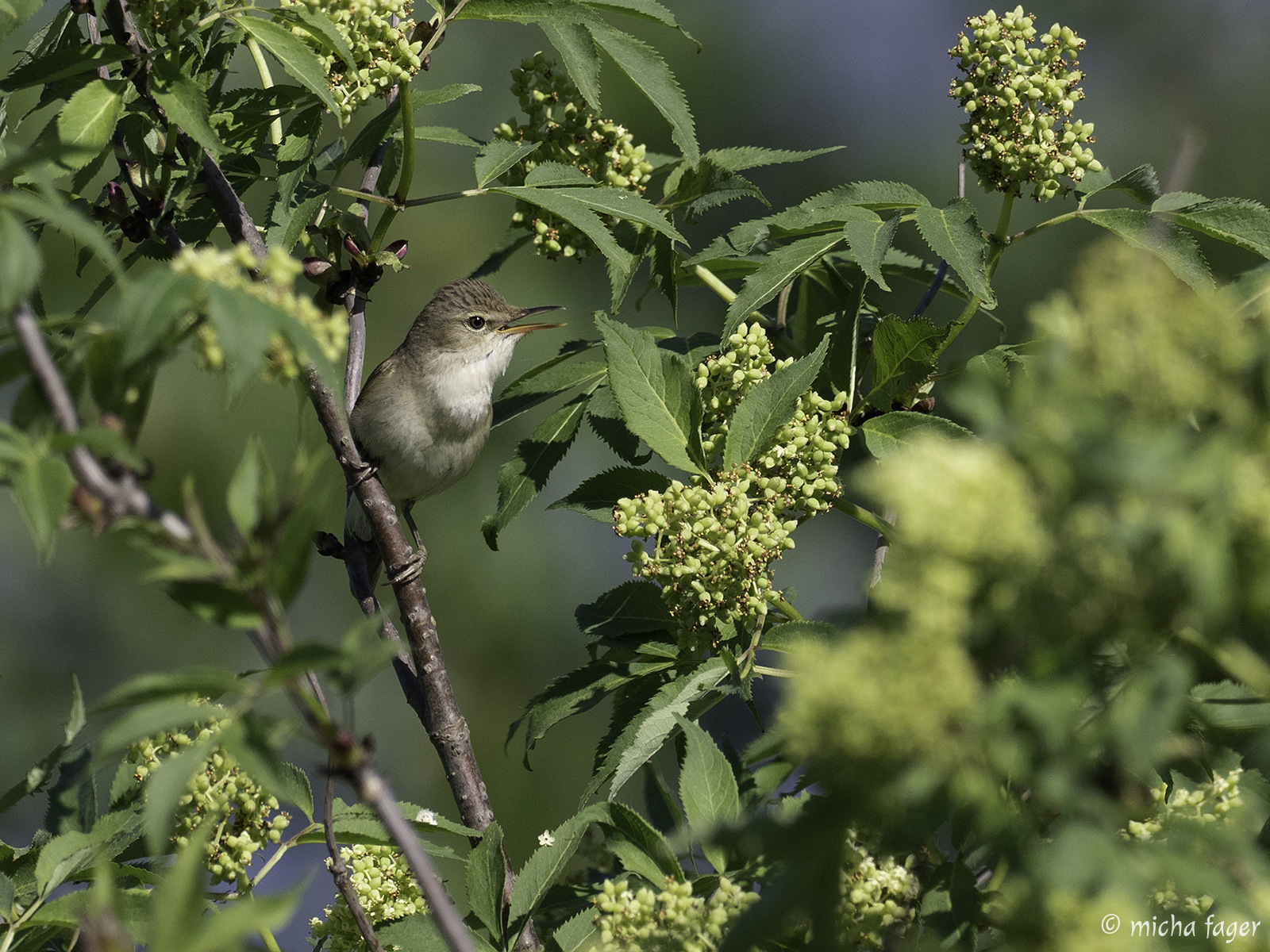 Kuva (viitakerttunen, busksångare): Micha Fager