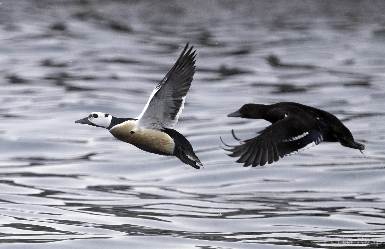 Allihaahka. Kuva: Pertti Rasp