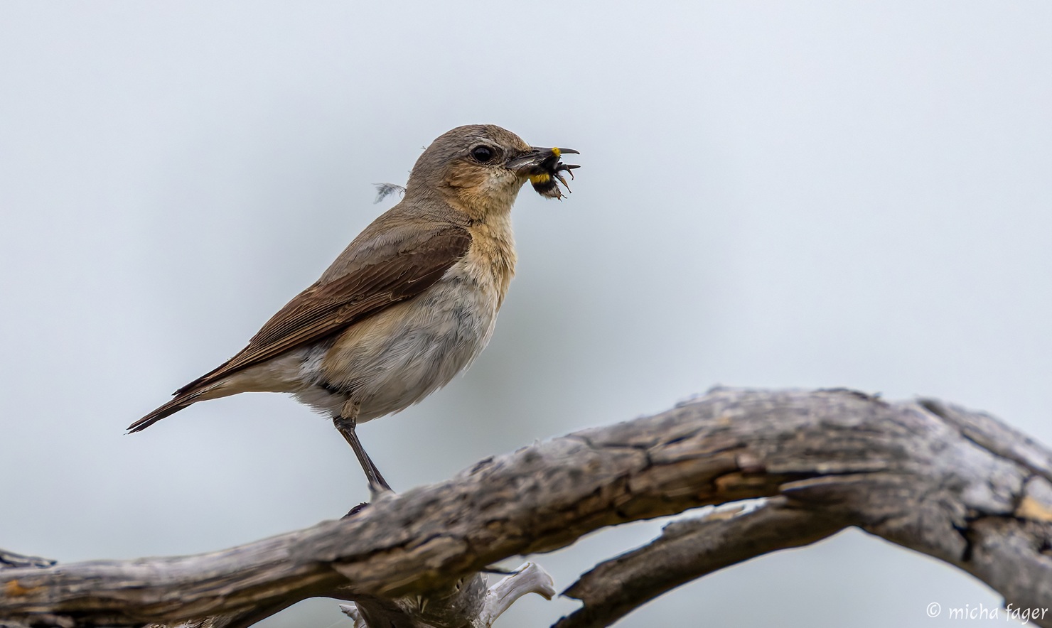 Kivitasku. Kuva: Micha Fager