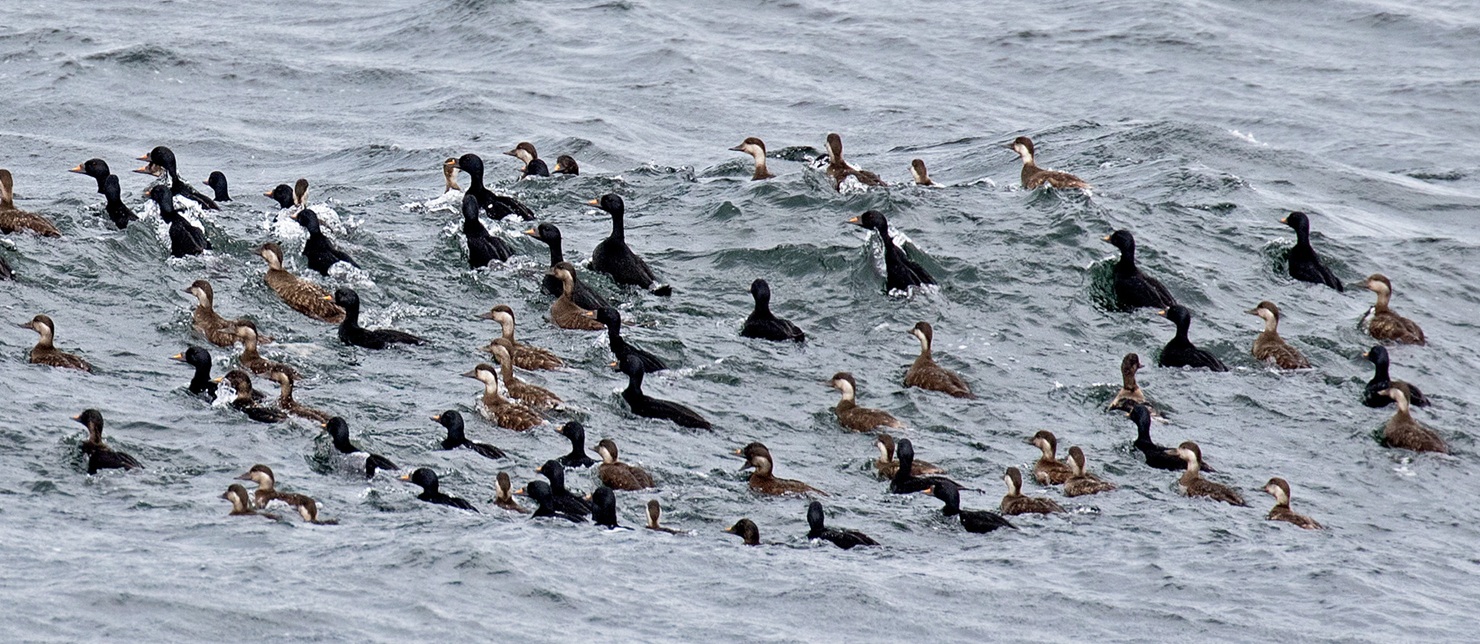 Mustalintuja. Kuva: Micha Fager