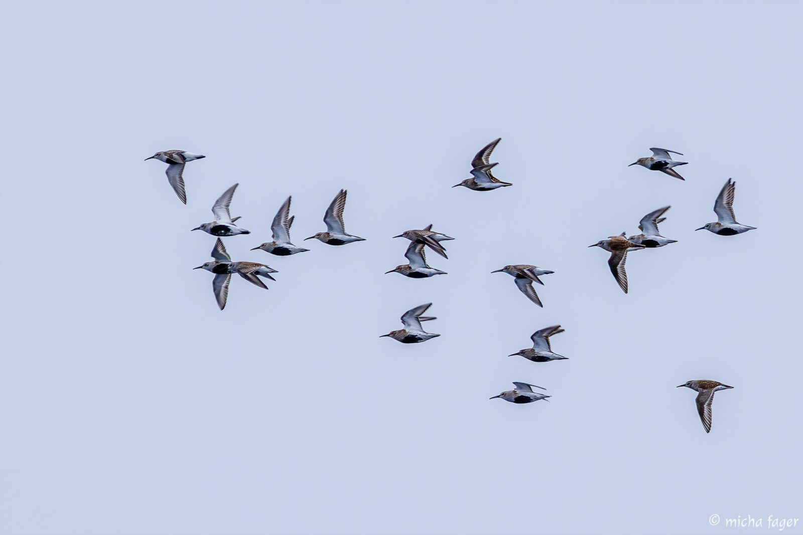 Kuva (suosirri, kärrsnäppa): Micha Fager