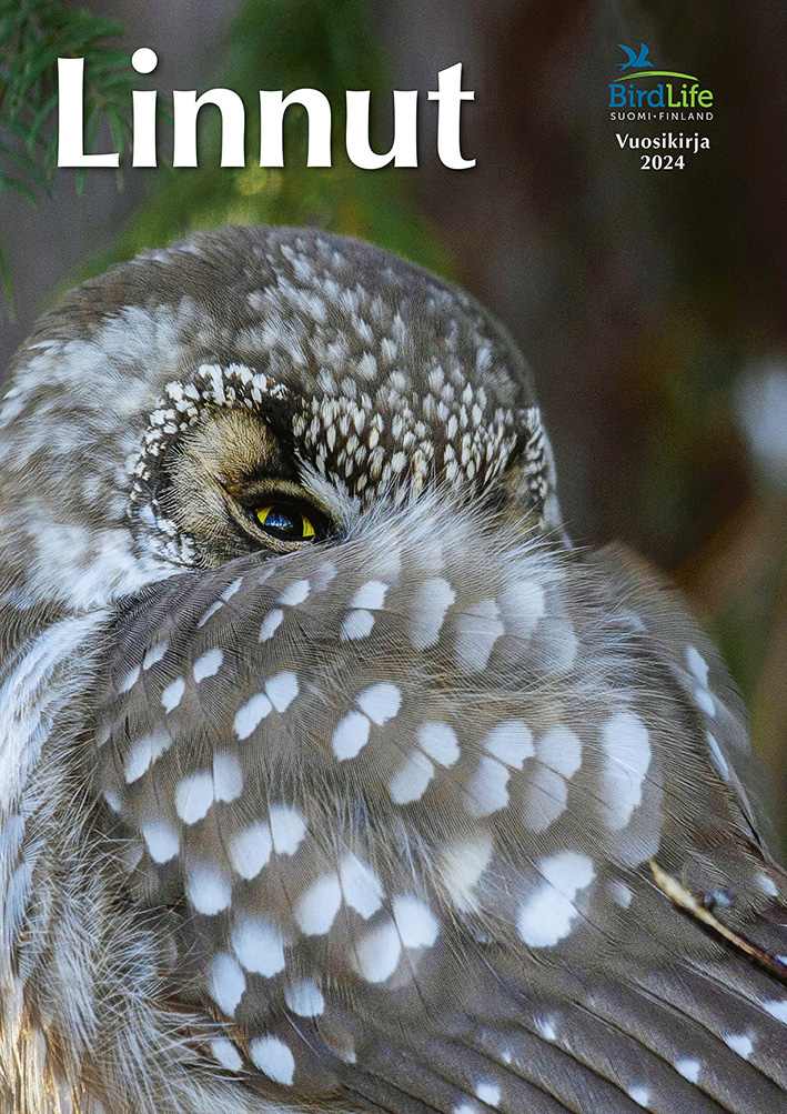 Linnut-vuosikirjan kansi, siiven alta kurkistava helmipöllö.