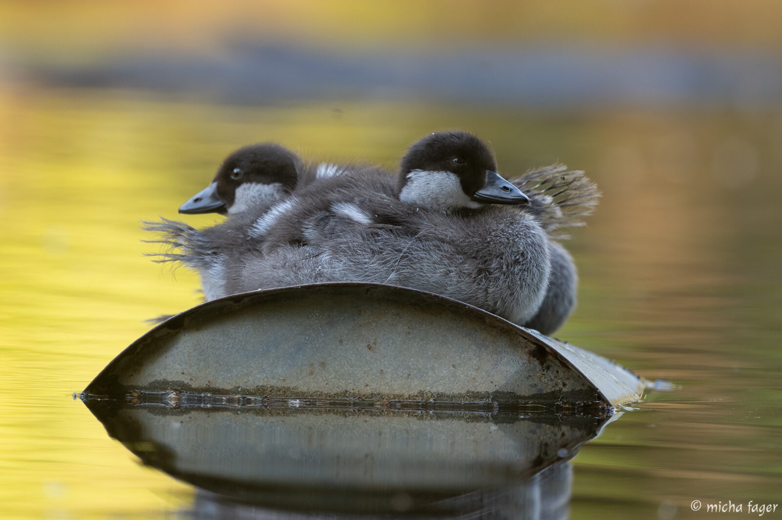 Telkkä, knipa. Kuva: Micha Fager