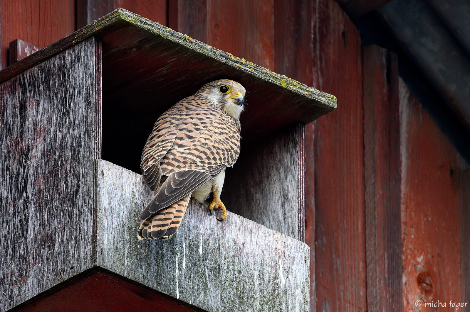 Tuulihaukka / tornfalk. Kuva: Micha Fager