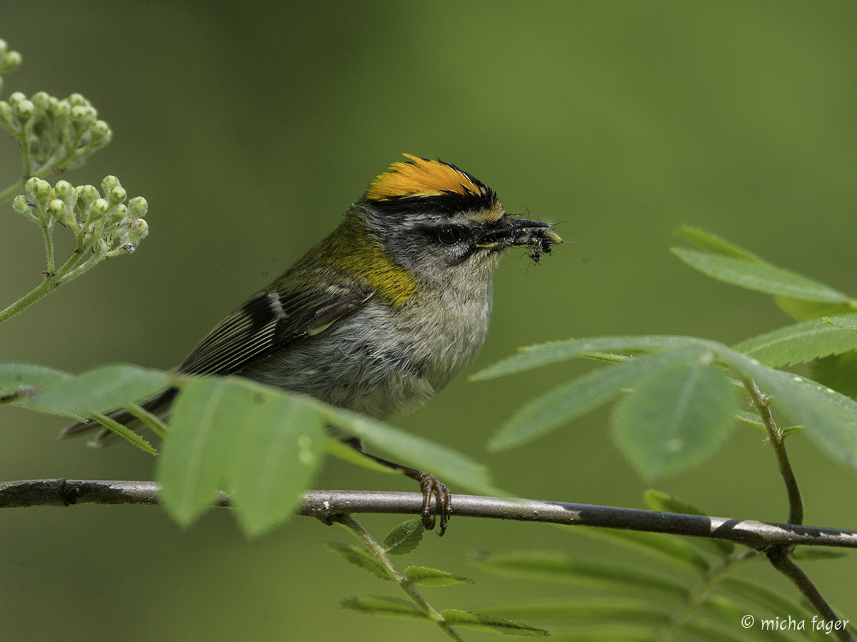 tulipäähippäinen, brandkronad kungsfågel. Kuva: Micha Fager