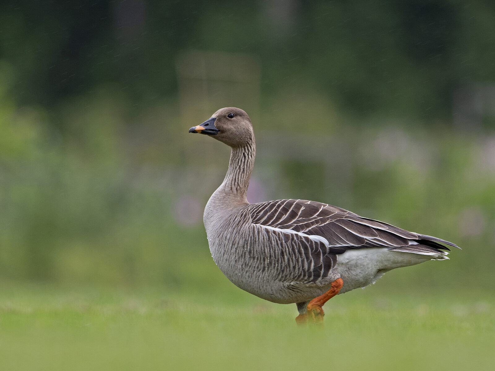 Tundrametsähanhi, tundrasädgås. Kuva: Micha Fager