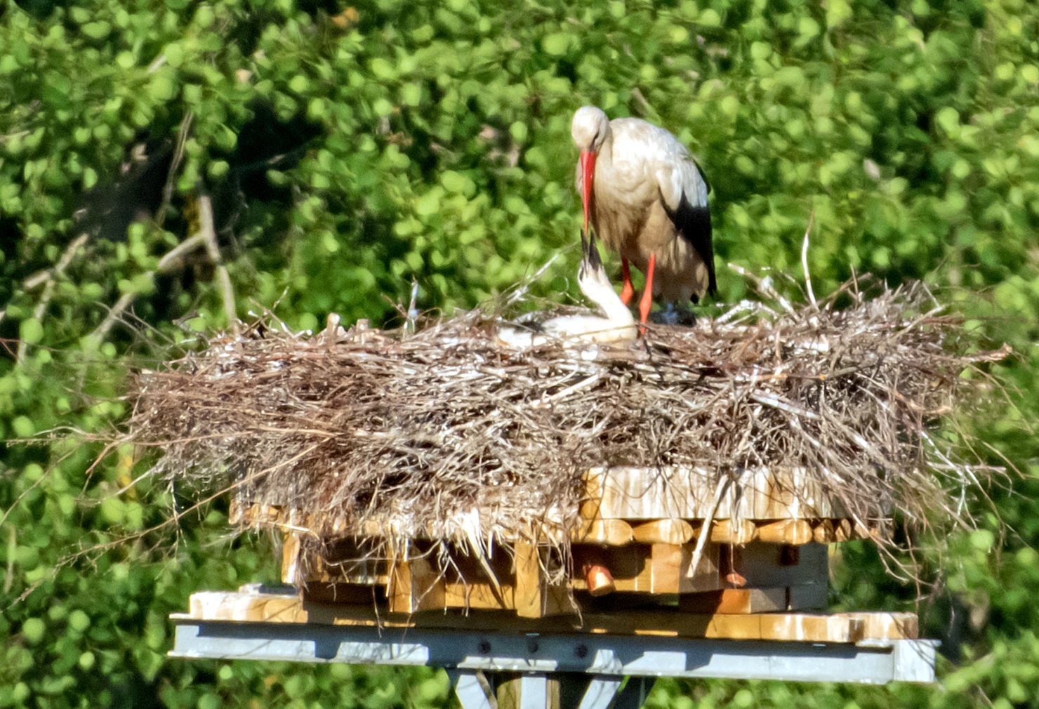 Kattohaikarat pesällä, Turku 2.7.2025. Kuva: Raija Kyttälä
