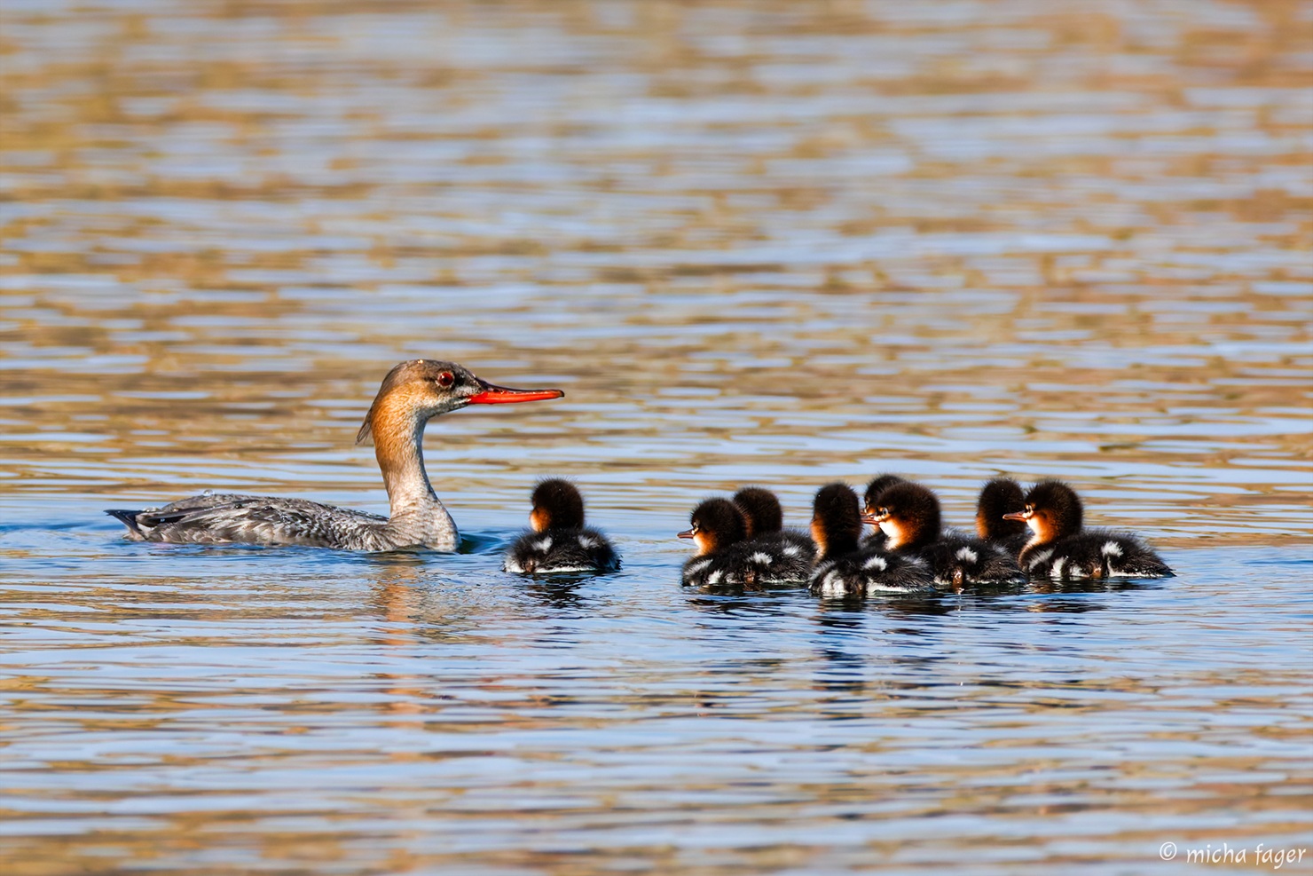 Tukkakoskelonaaras poikueen kera. Kuva: Micha Fager