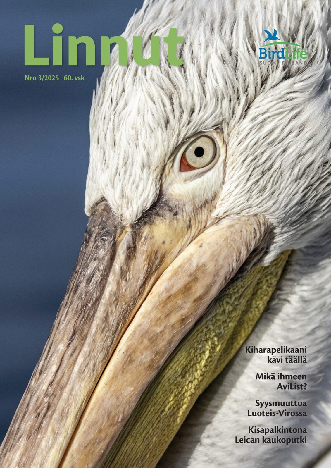Linnut-lehden 3/2025 kansi (kiharapelikaani, Kreikka, kuva: Kari Tornikoski)