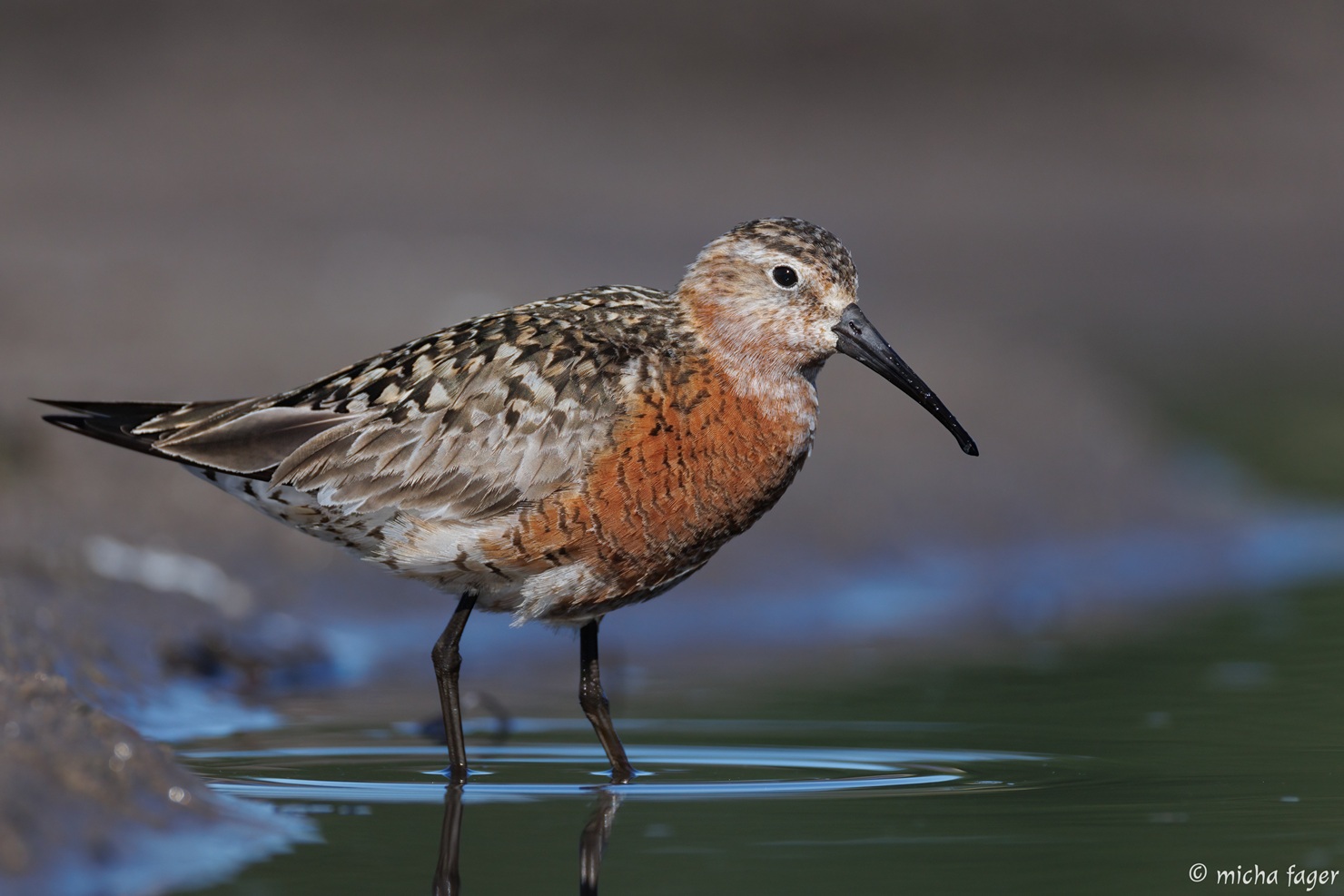 Kuovisirri. Kuva: Micha Fager