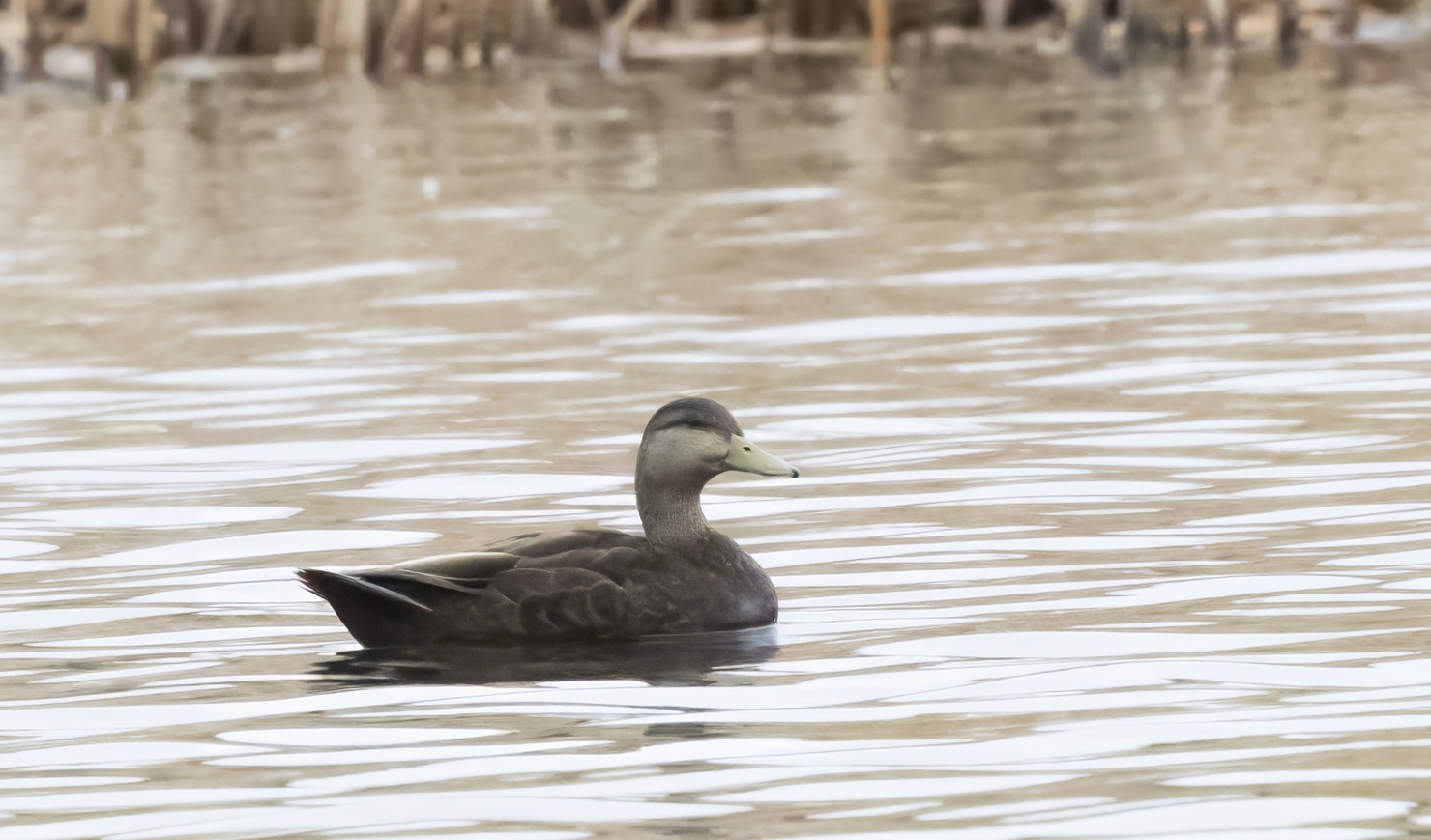 Nokisorsakoiras, Pori 18.4.2025. Kuva: Olavi Kemppainen