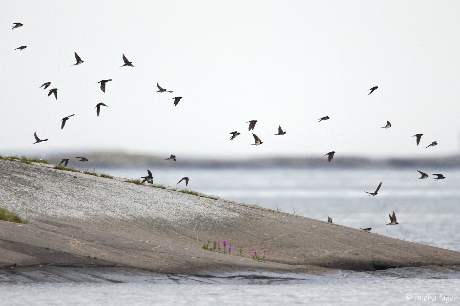 Haarapääskyparvi. Kuva:Micha Fager