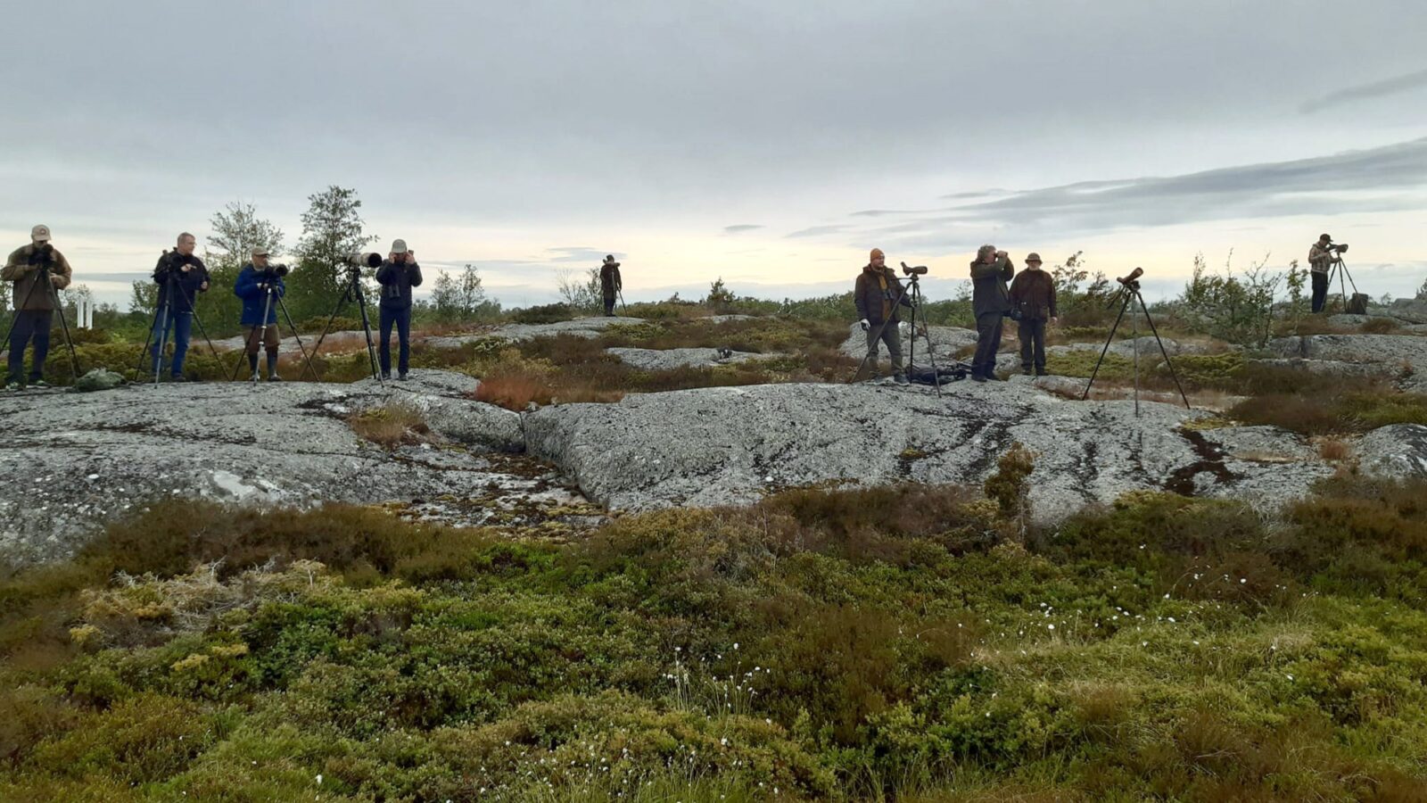 Pelikaanibongaajat Kökarissa. Kuva: Petri Kuhno