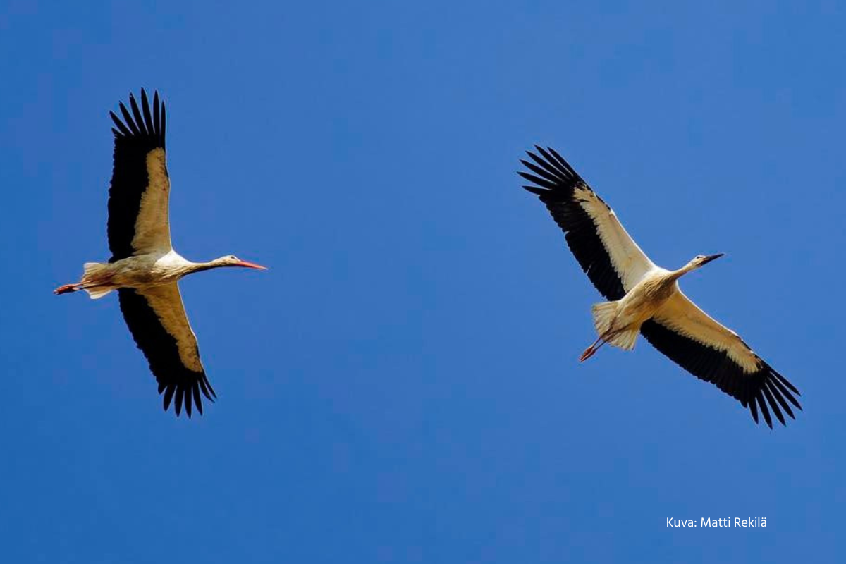 Topi-kattohaikara muutolla. Kuva: Matti Rekilä