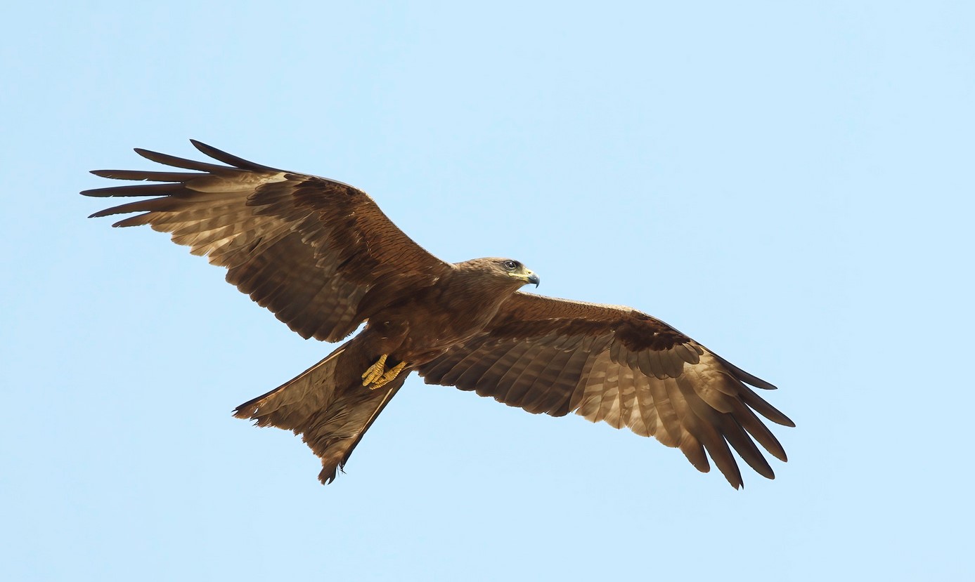 Haarahaukka. Kuva: Pertti Rasp