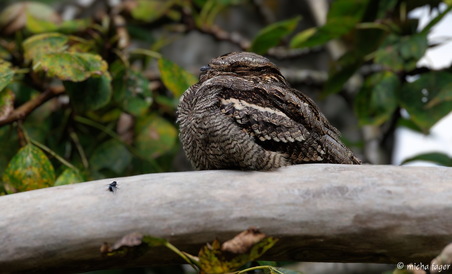 Kehrääjä oksalla. Kuva: Micha Fager