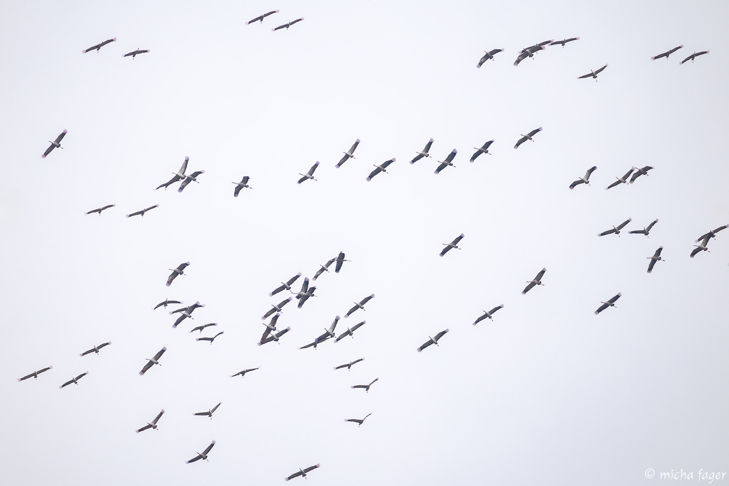 Kurkia muutolla. Kuva: Micha Fager