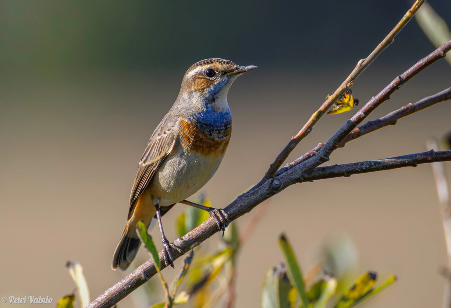 Sinirinta. Kuva: Petri Vainio