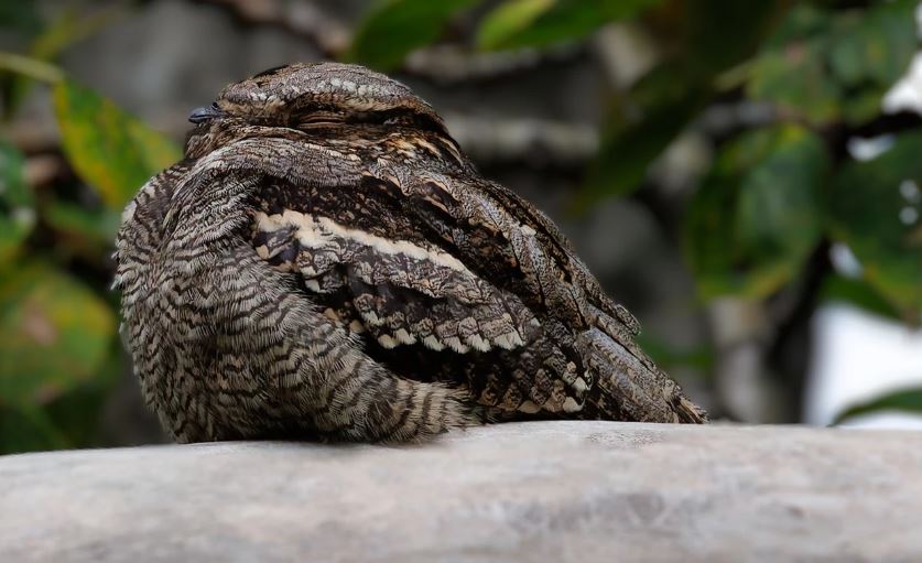 Kehrääjä. Kuva: Micha Fager.