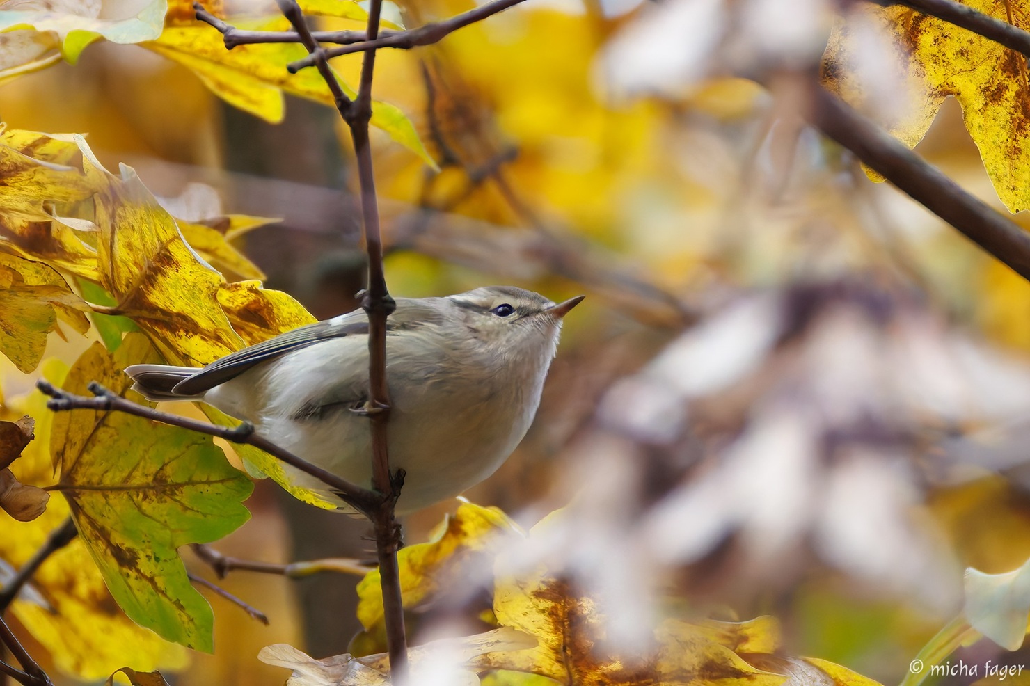 Kashmirinuunilntu. Kuva: Micha Fager