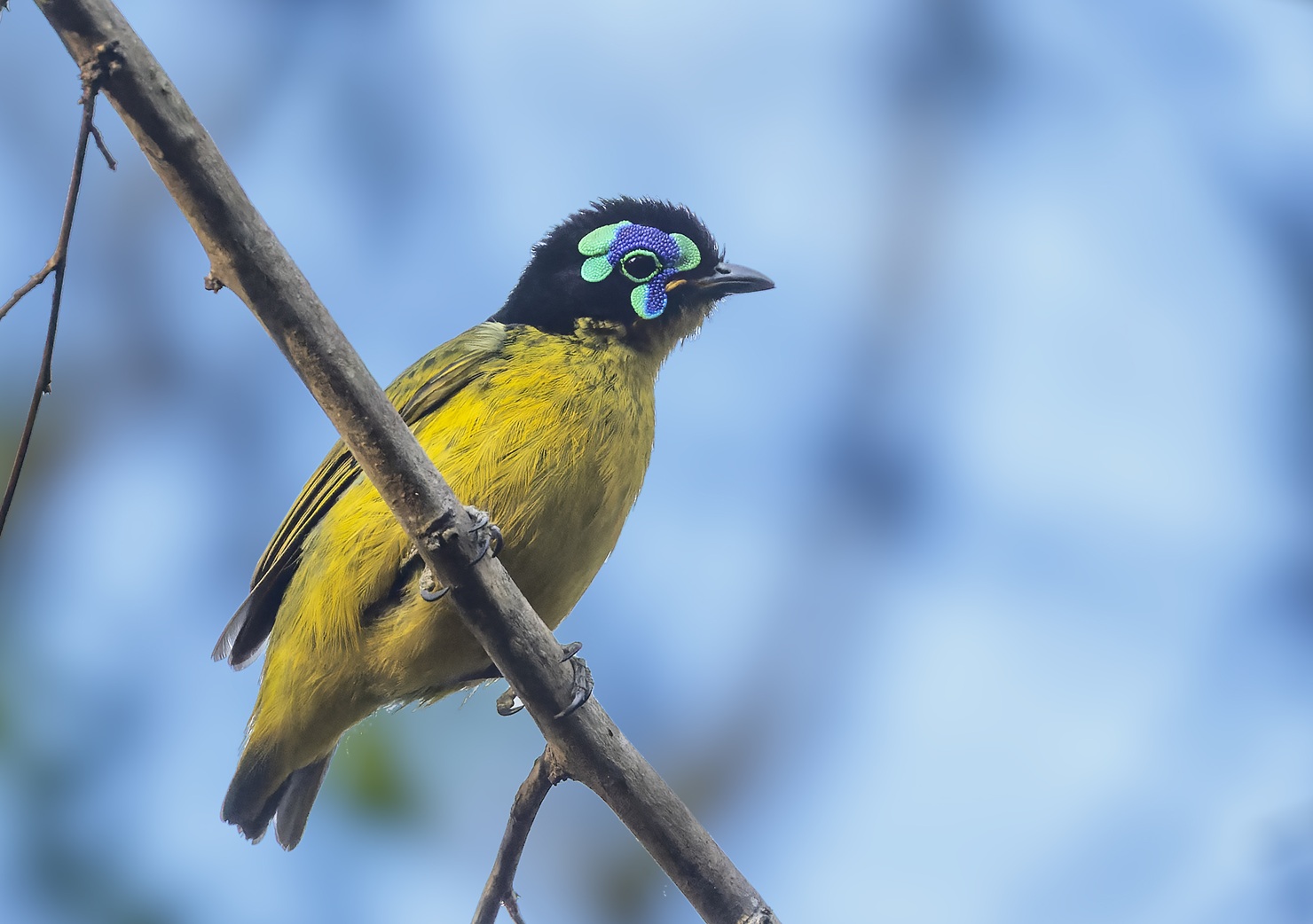 Maailmanlaajuisesti uhanalainen kelta-asitti (grönryggig asit). Kuva: Bradley Hacker