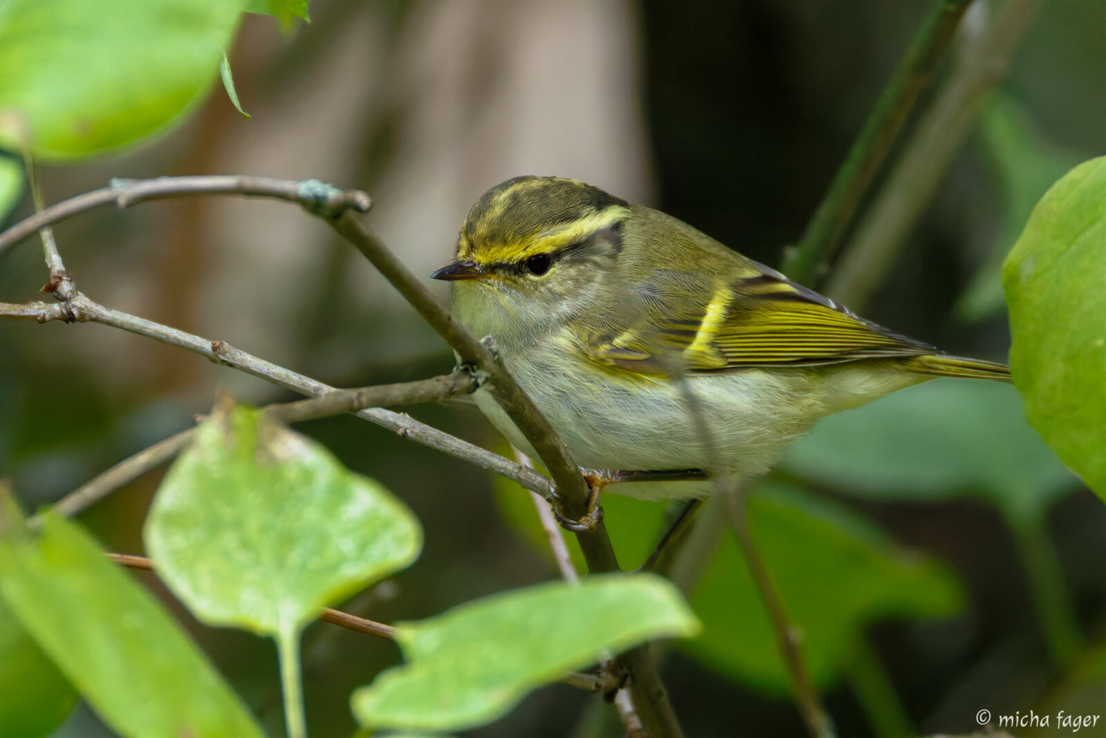 Hippiäisuunilintu, kungsfågelsångare, Micha Fager