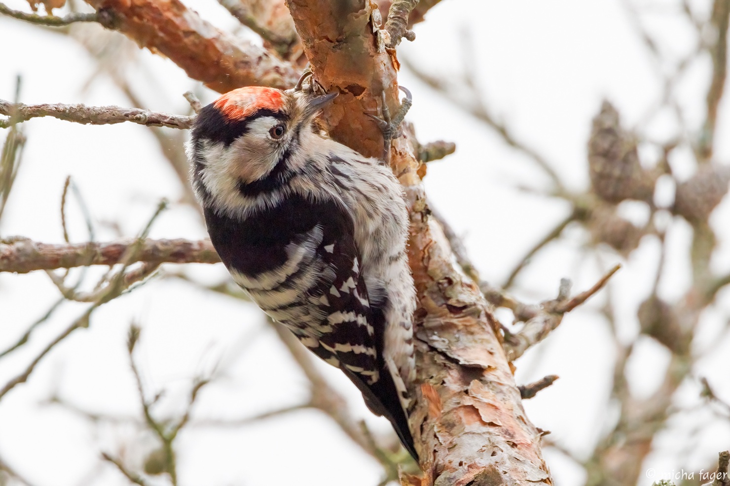 Pikkutikka. Kuva: Micha Fager