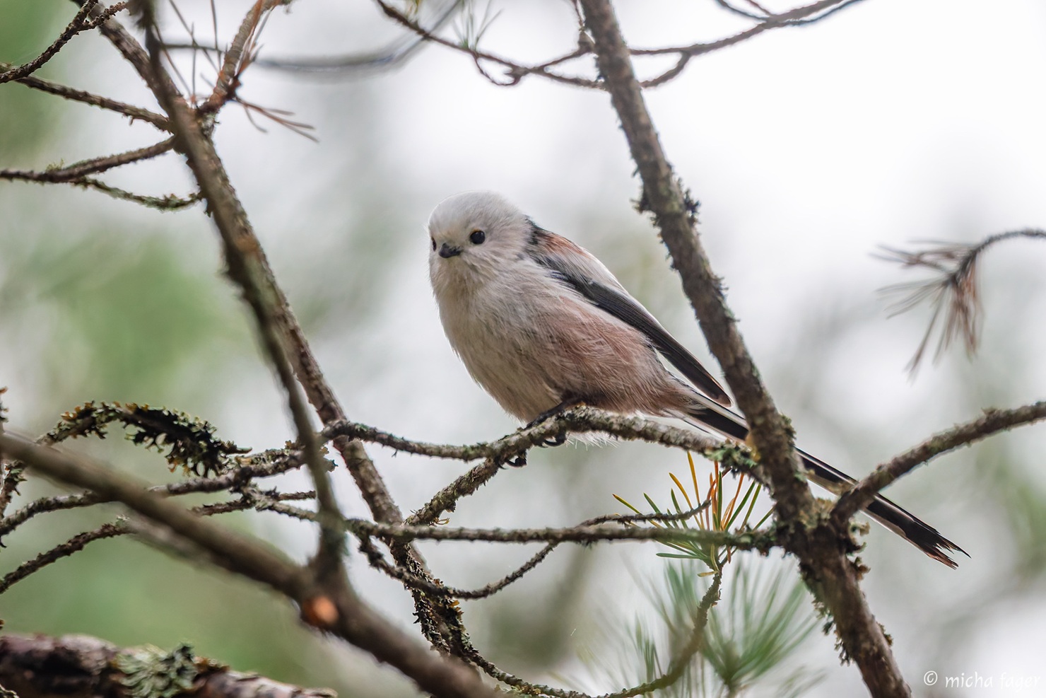 Pyrstötiainen. Kuva: Micha Fager