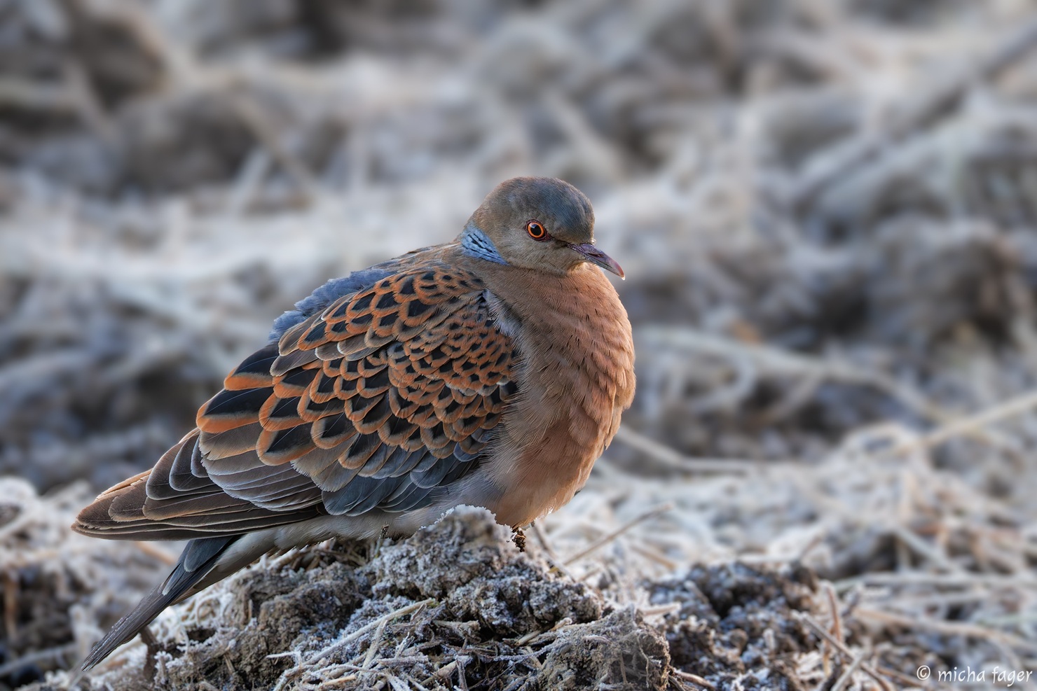 Idänturturikyyhky. Kuva: Micha Fager