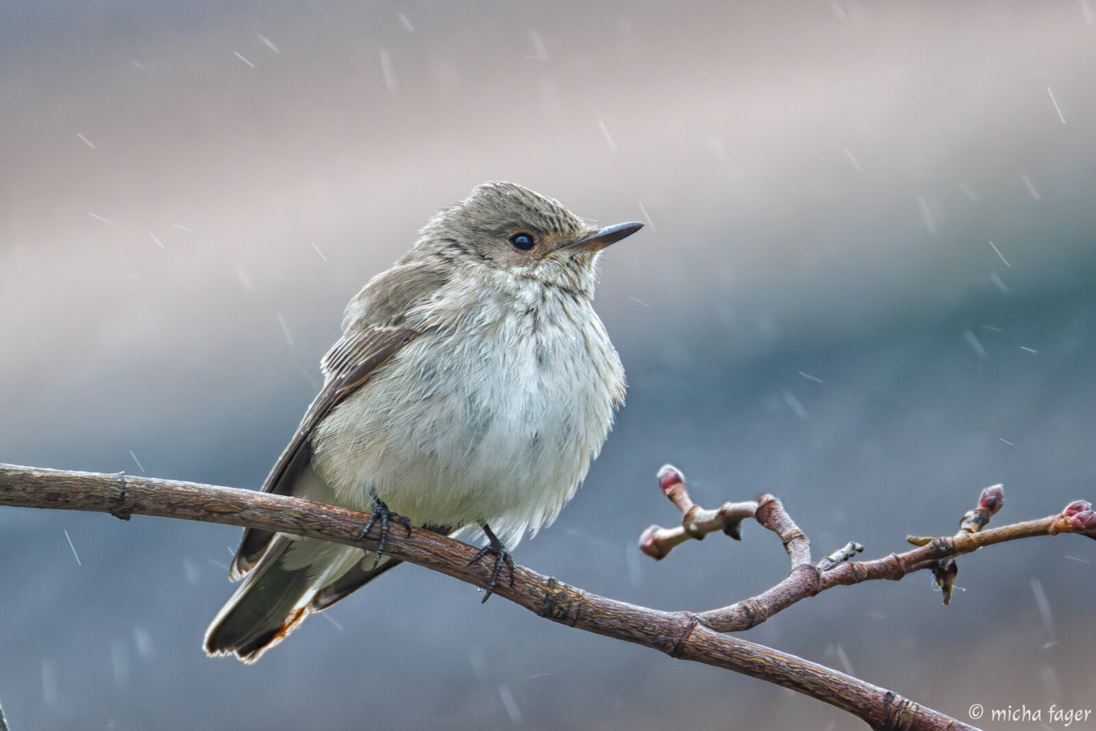 Harmaasieppo (grå flugsnappare) marraskuisessa Helsingissä. Kuva: Micha Fager
