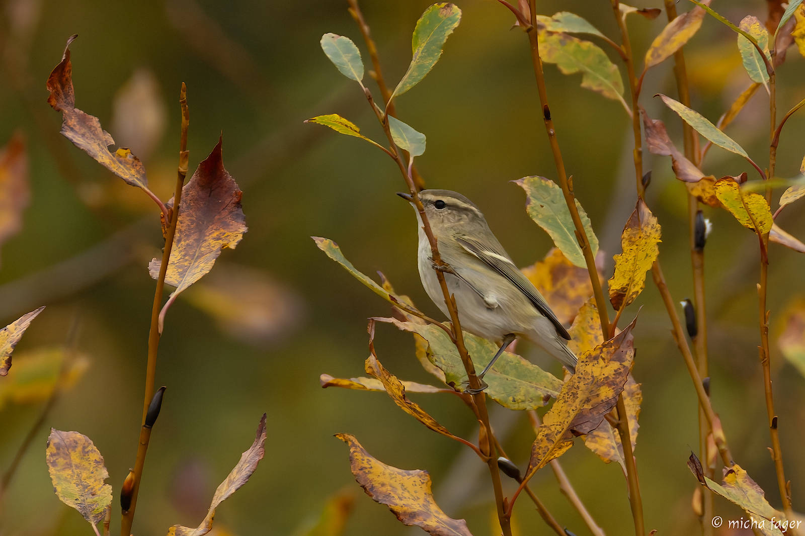 Kashmirinuunilntu. Kuva: Micha Fager