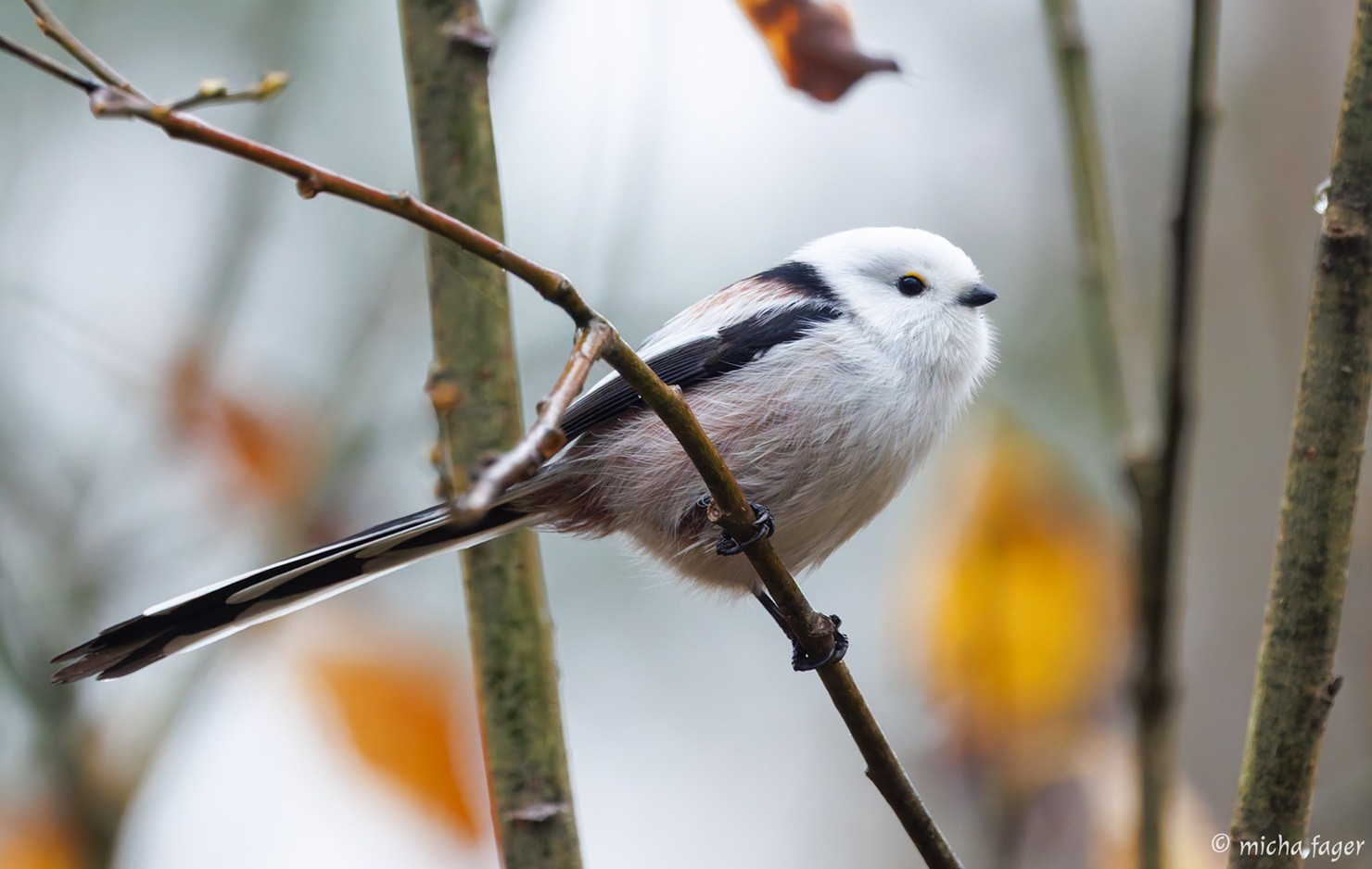 Pyrstötiainen. Kuva: Micha Fager