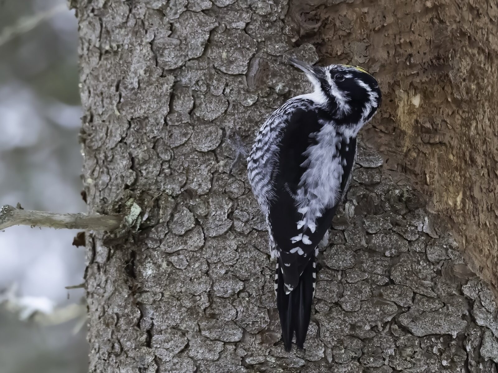 Pohjantikka, tretåig hackspett. Kuva: Pertti Rasp