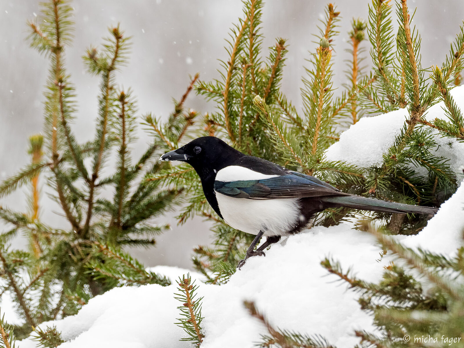 Harakka / skata. Kuva: Micha Fager