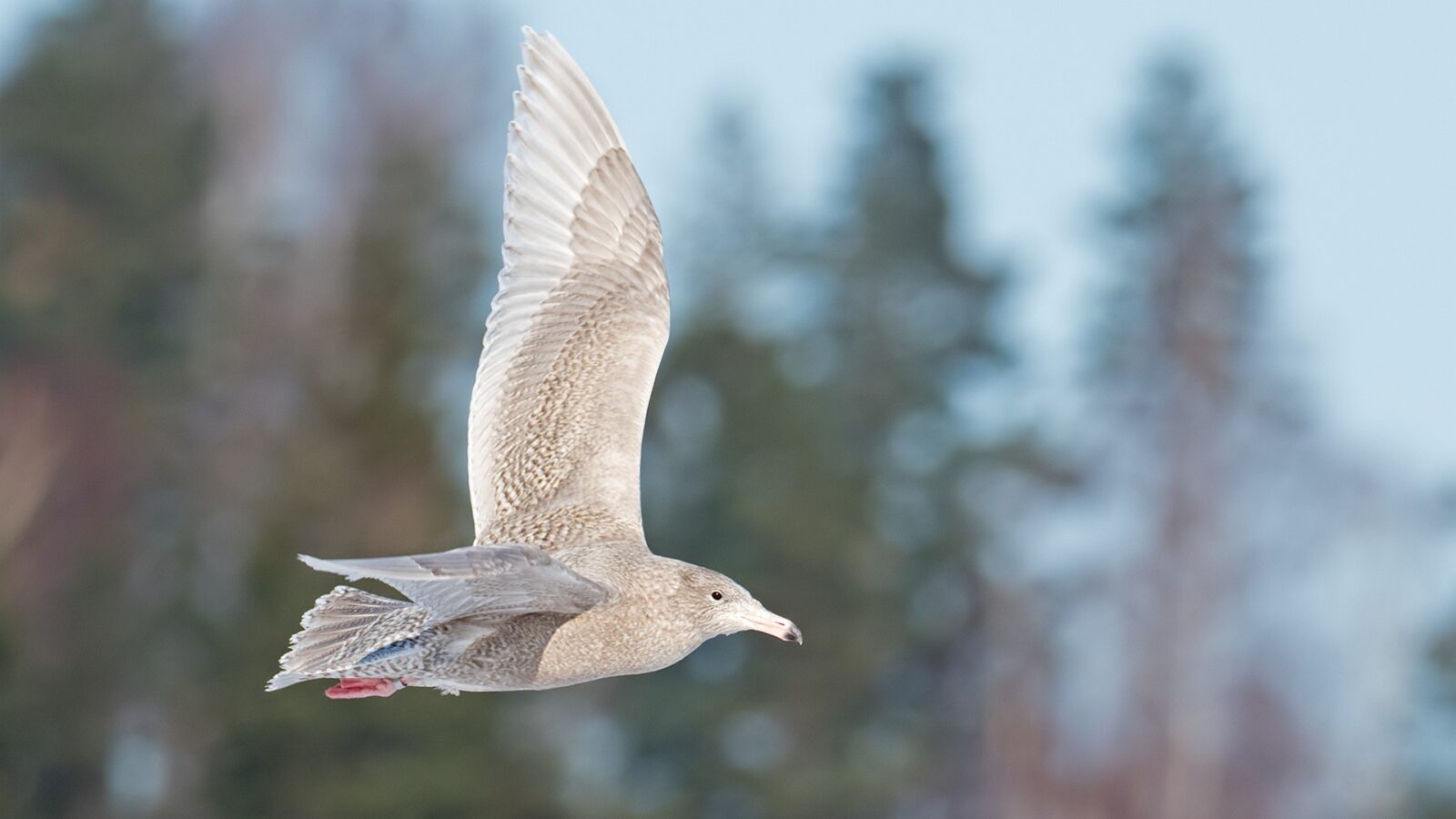 Isolokki, vittrut. Kuva: Micha Fager.