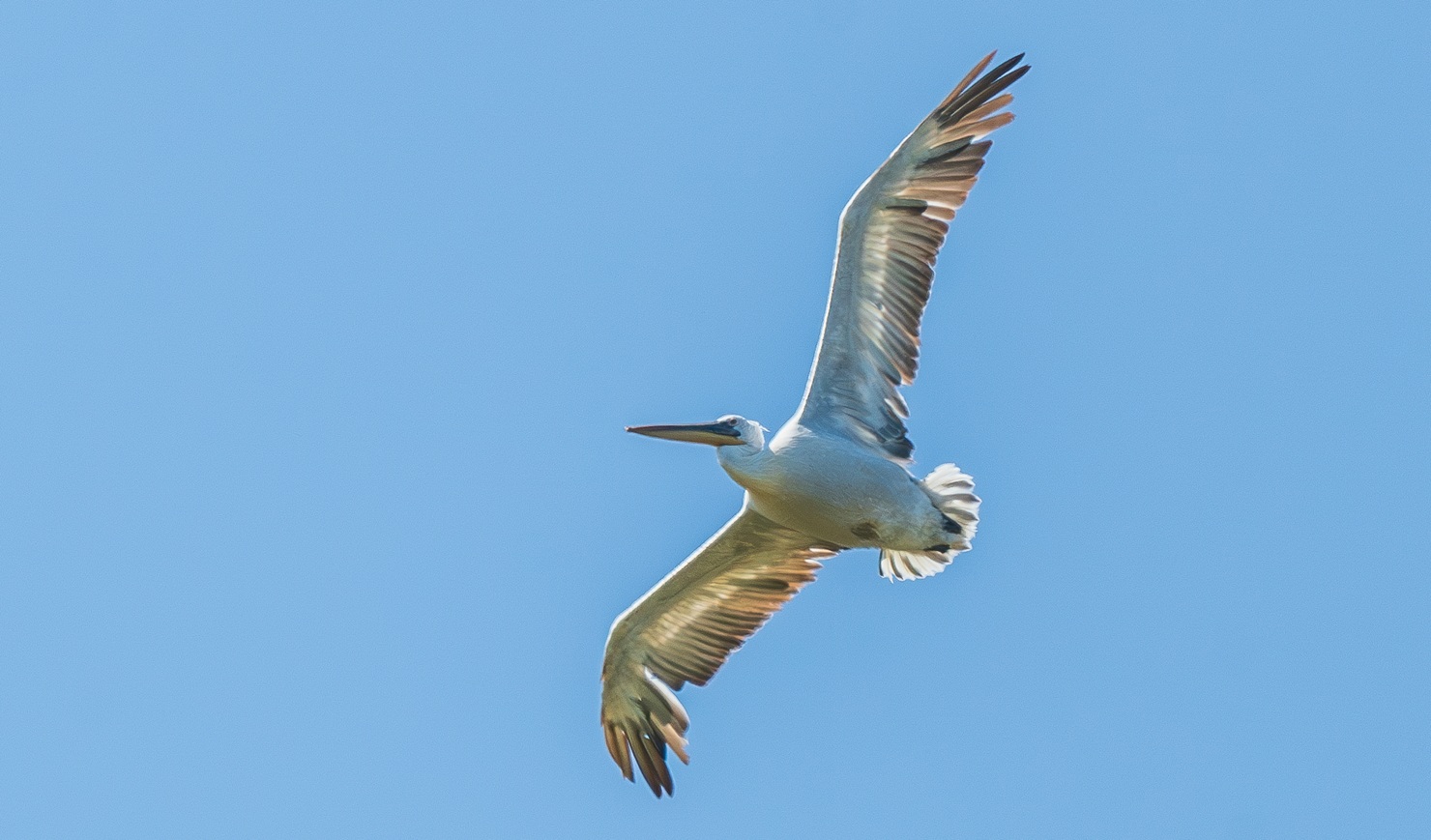 Kiharapelikaani, 22.6.2025 Kökar. Kuva: Ville Wallinmaa