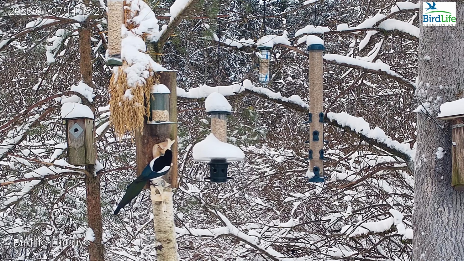 Talviruokintapaikka, ruokintapisteitä ja harakka ruokailemassa