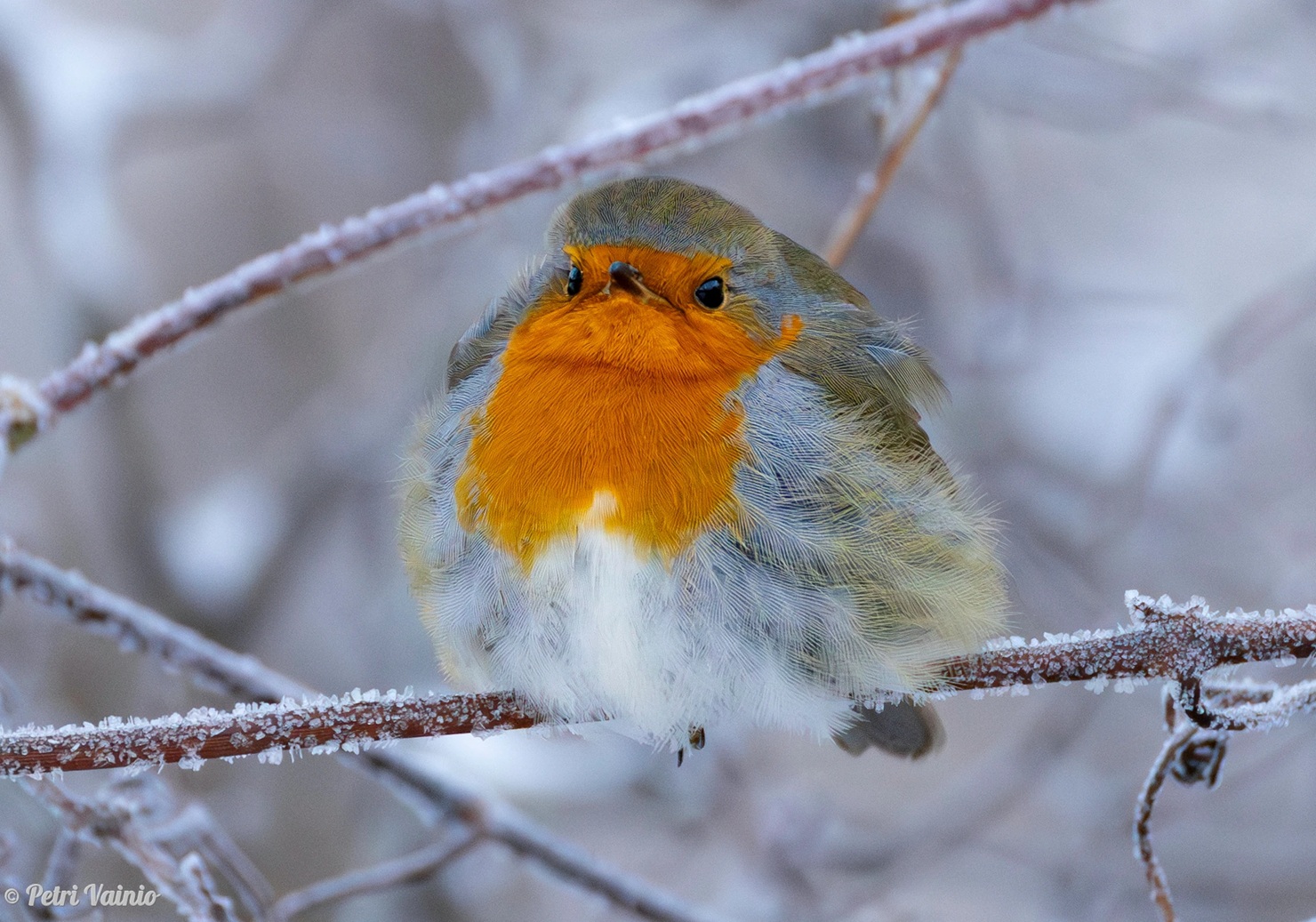 Punarinta. Kuva: Petri Vainio