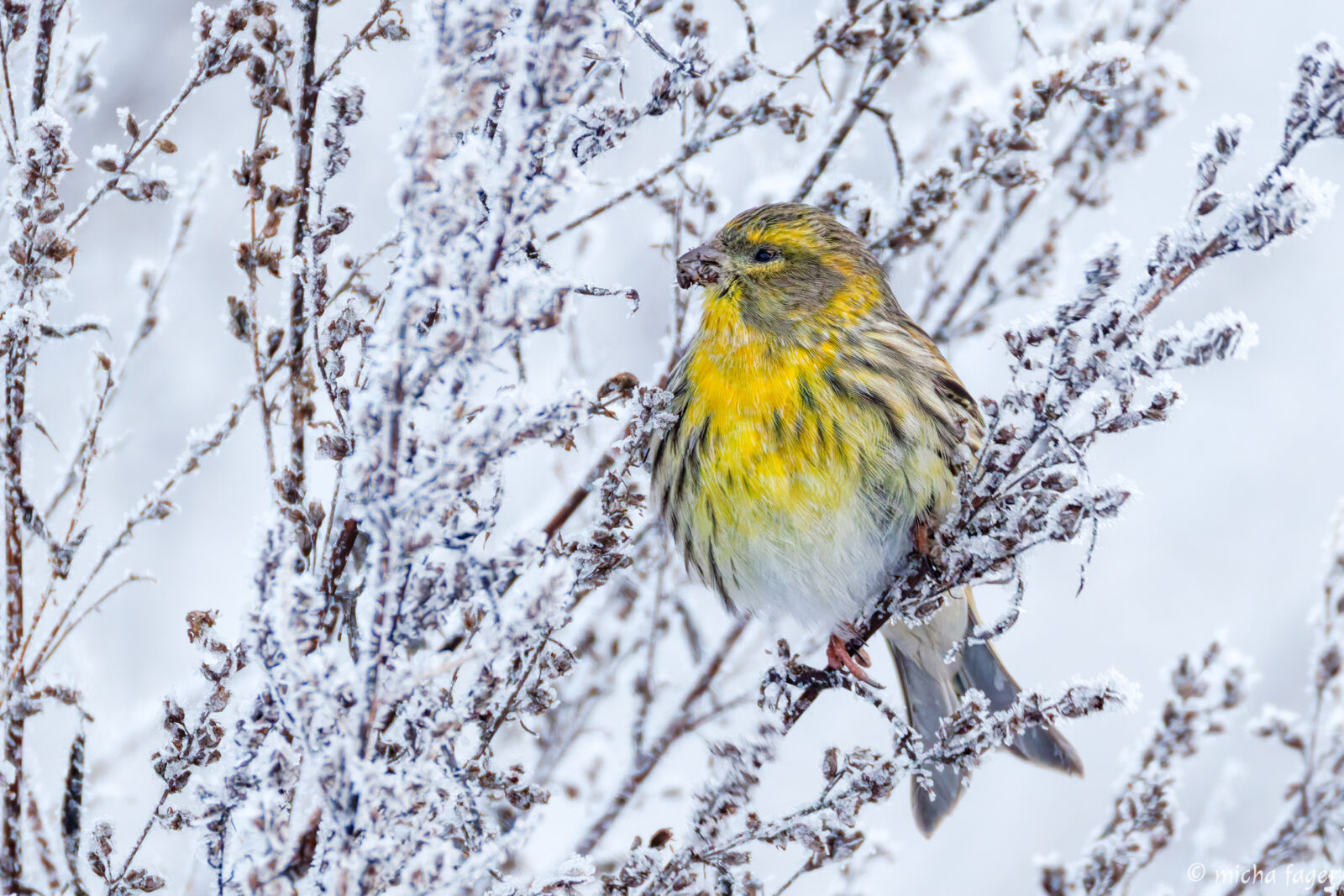 keltahemppo / micha fager