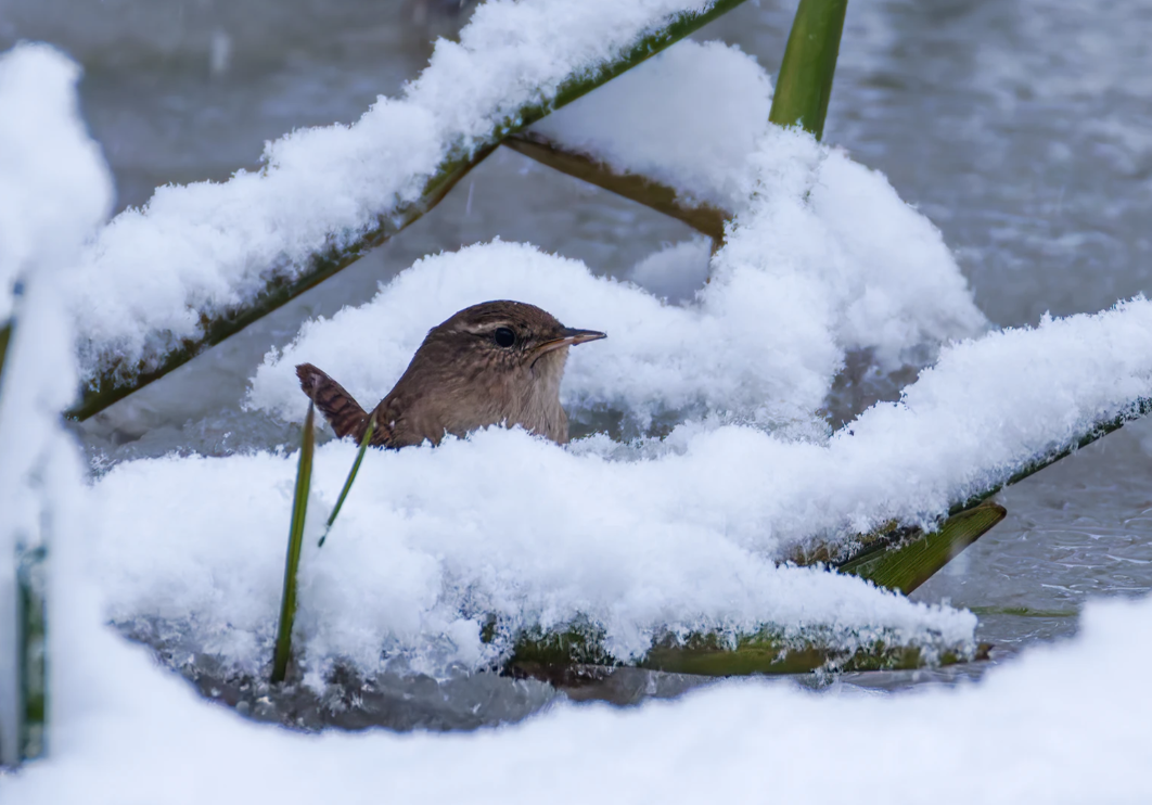 Peukaloinen. Kuva: Micha Fager.