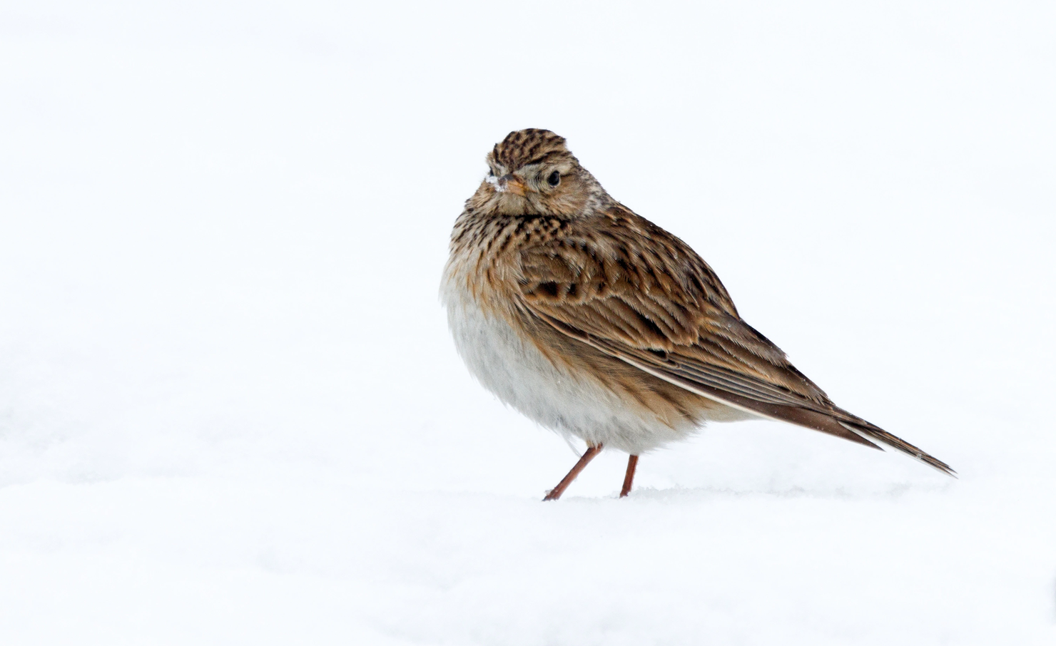 Kiuru lumihangella. Kuva: Micha Fager