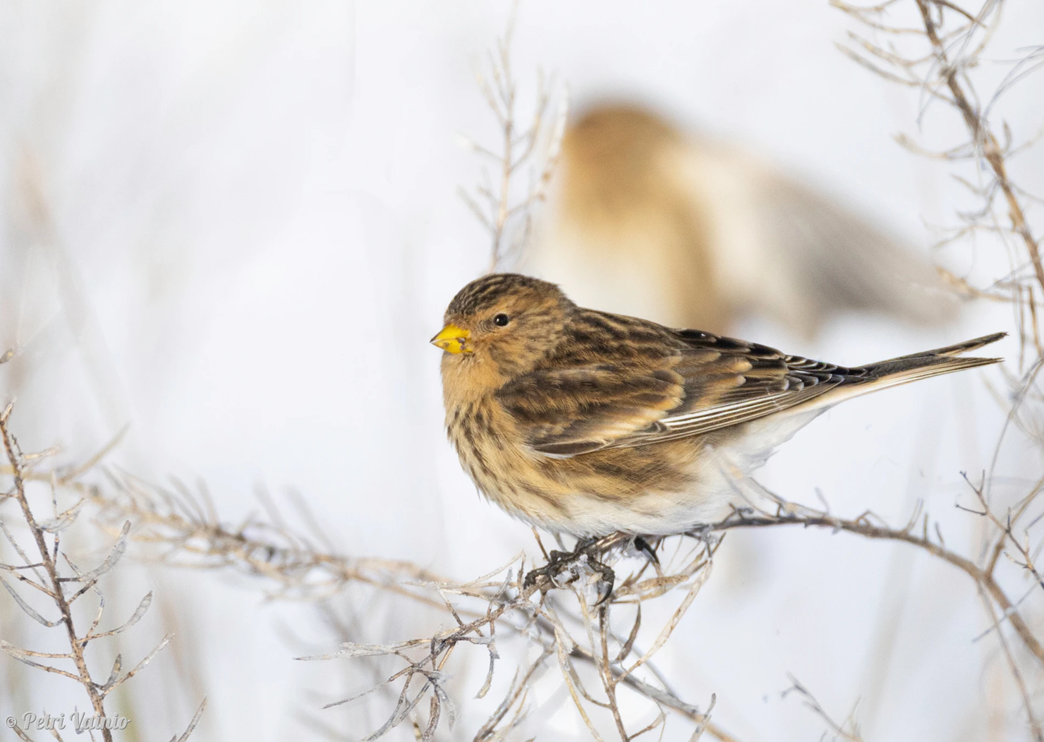 Vuorihemppo. Kuva: Petri Vainio