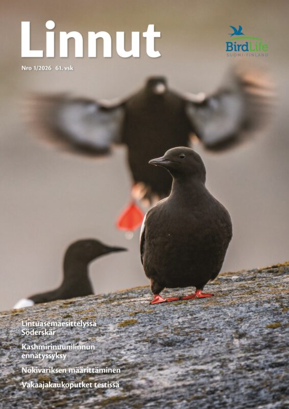 Linnut-lehti 1/2026. Kansikuvassa 3 riskilää kallioluodolla. Kuva: Jonne von Hertzen