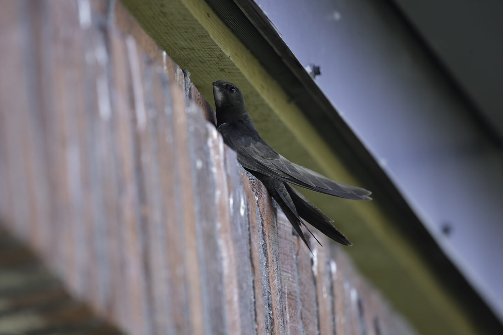 Tervapääsky pesäkolollaan. Kuva: Pertti Rasp