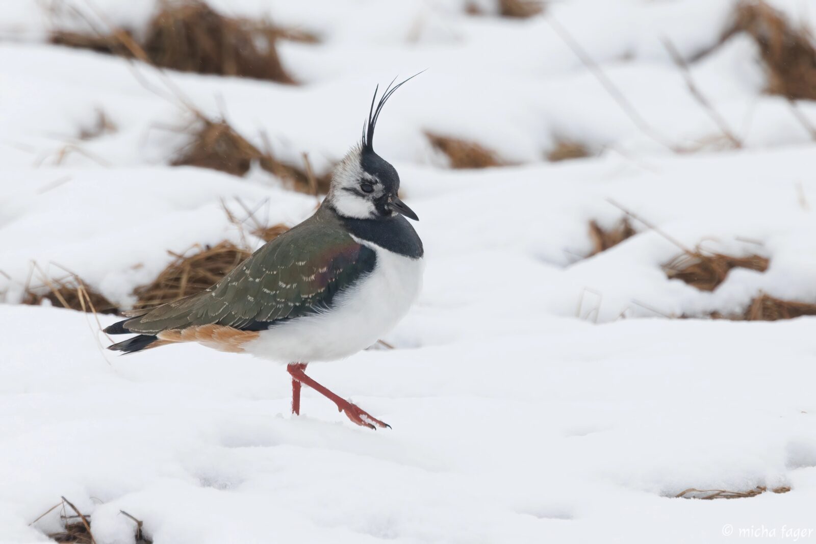 Töyhtöhyyppä, tofsvipa. Kuva: Micha Fager
