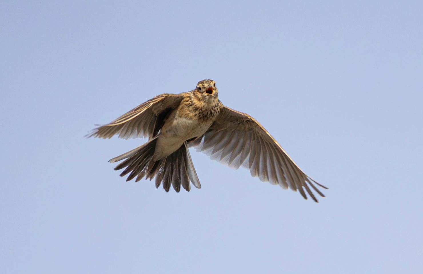 Kiuru. Kuva: Petri Vainio