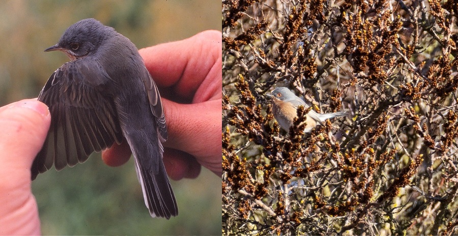 Lännenrusokerttu, Eurajoki Säppi 26.9.1988 ja 1.5.2025. Kuvat: Juha Sjöholm ja Ilkka Iivonen