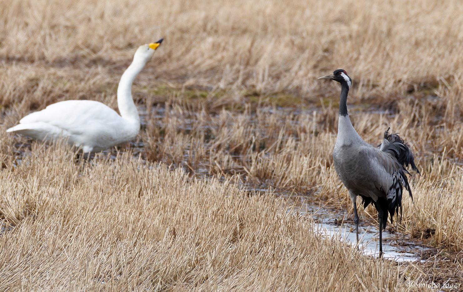 Laulujoutsen ja kurki keväisellä pellolla. Kuva: Micha Fager